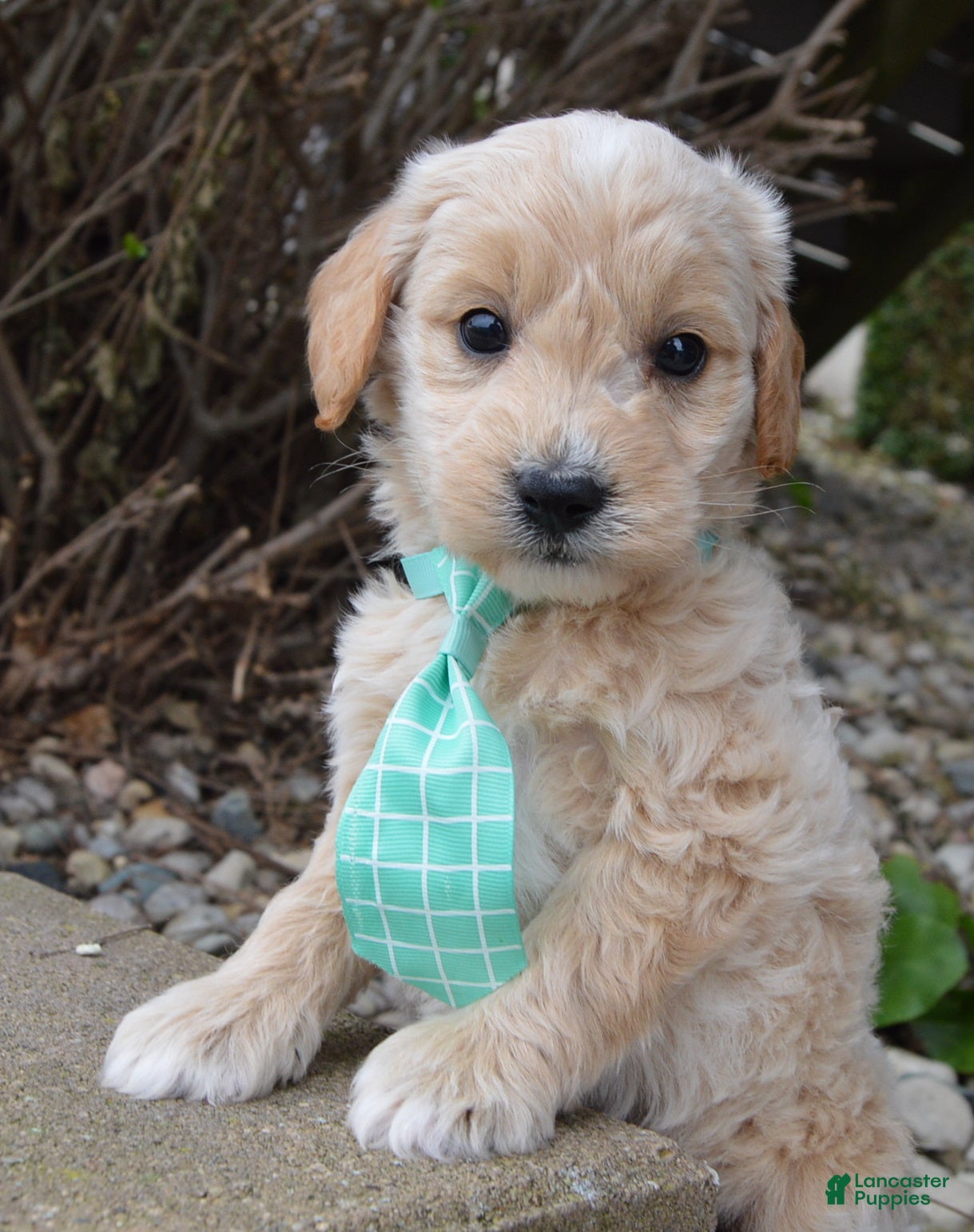 Mini Goldendoodle dogs Mini George - Ad 2