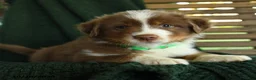 Miniature Australian Shepherd dogs for sale: Maple   - Ad 4
