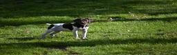 German Shorthaired Pointer dogs for sale: Buck - Ad 32