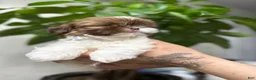 Shih Tzu dogs for sale: Max - Ad 10
