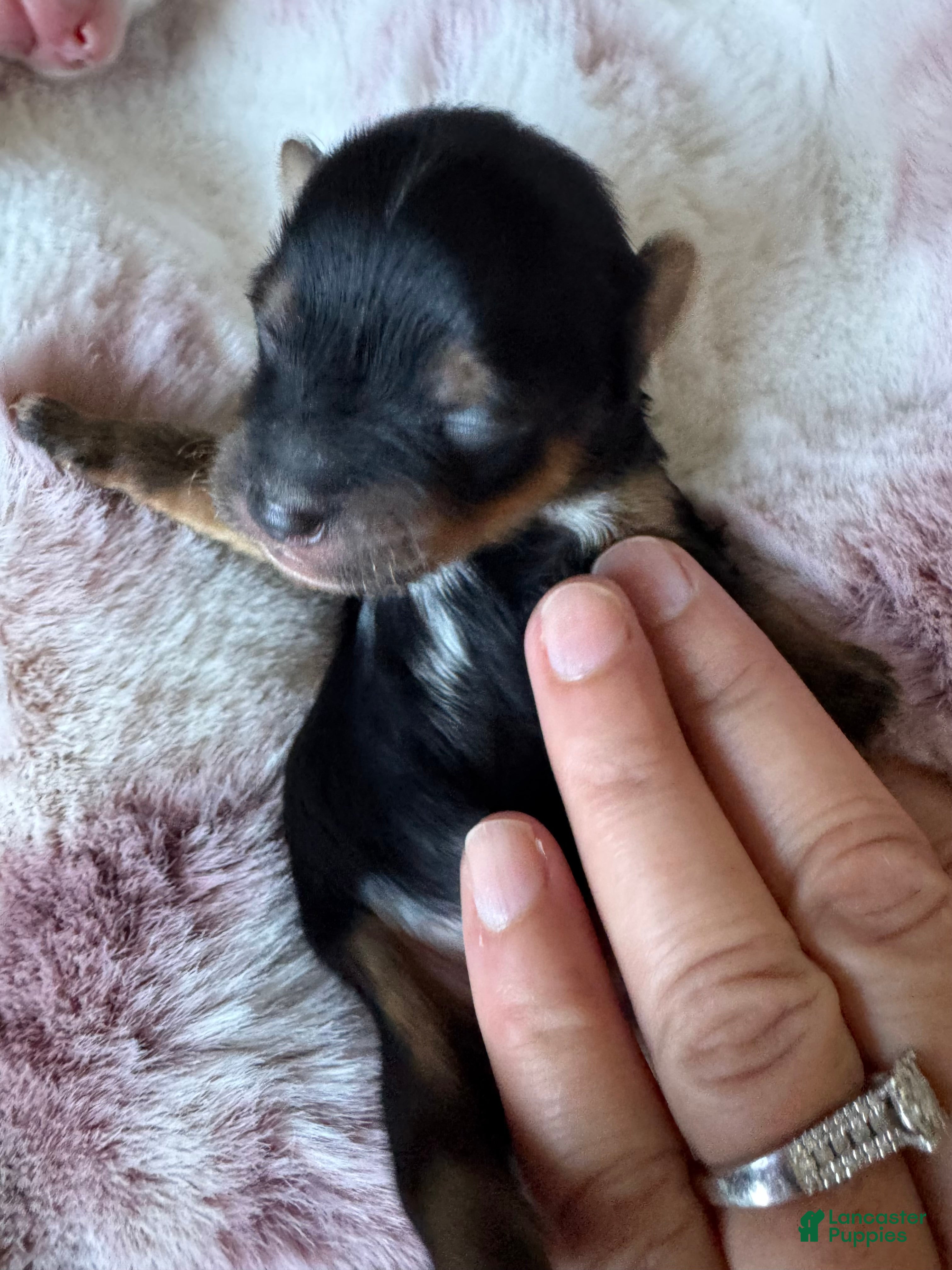 Mixed Breed dogs Mixed Breed 2 - Ad 37