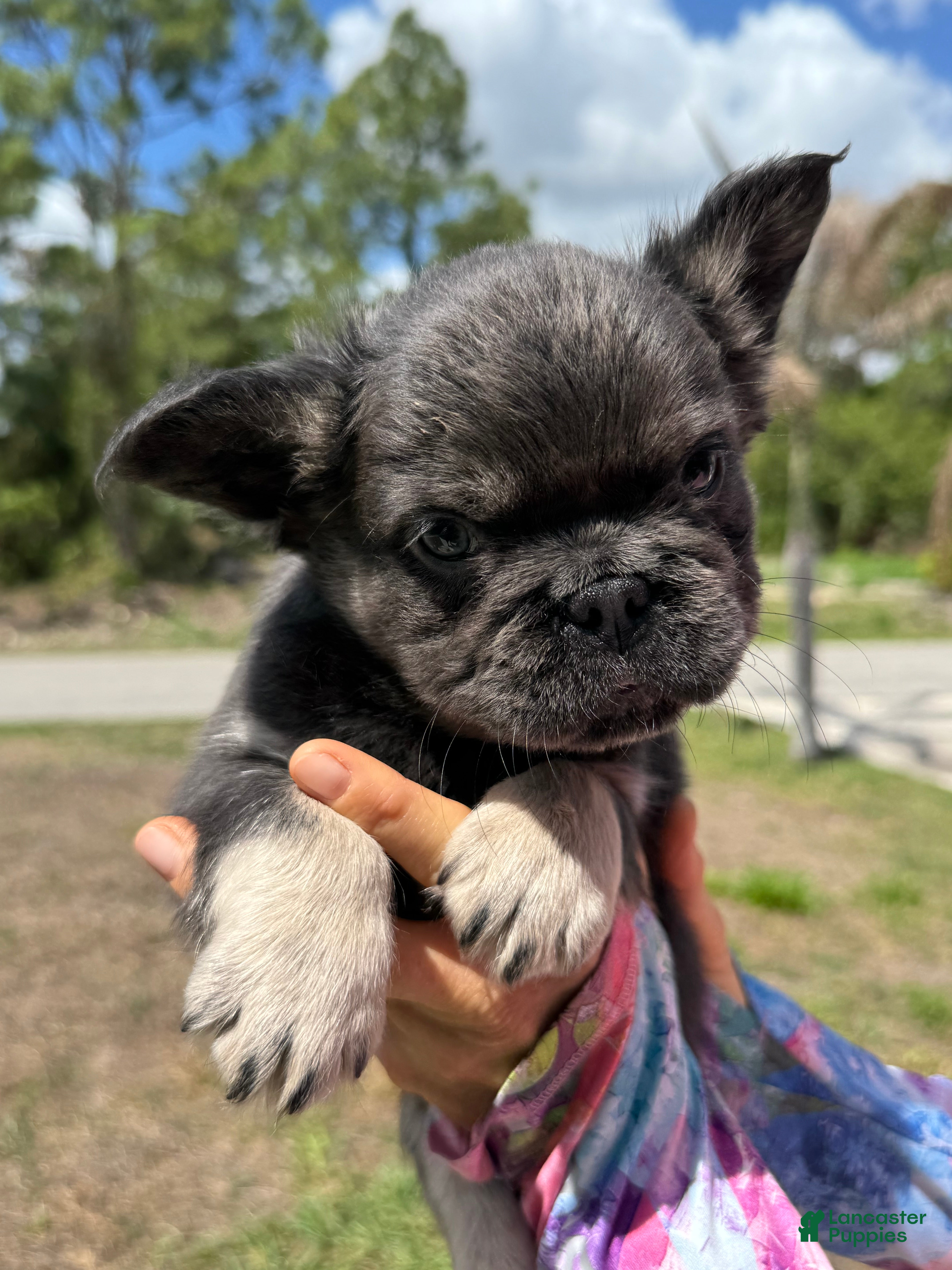 French Bulldog dogs Rocket - Ad 1