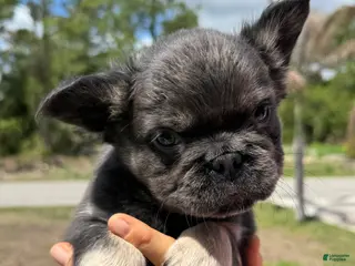 French Bulldog dogs for sale: Rocket - Ad 2