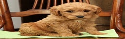 Mini Goldendoodle dogs for sale: Paisley - Ad 8
