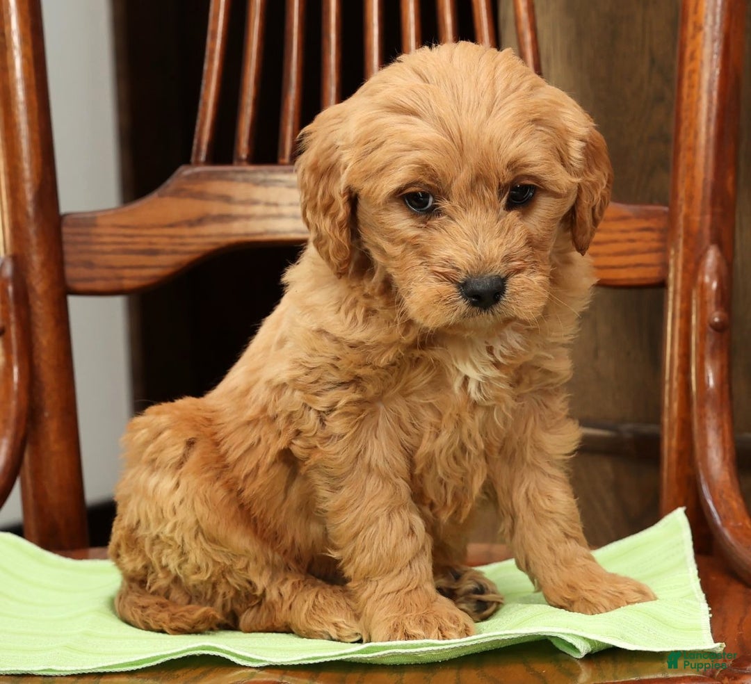 Mini Goldendoodle dogs for sale: Paisley - Ad 8