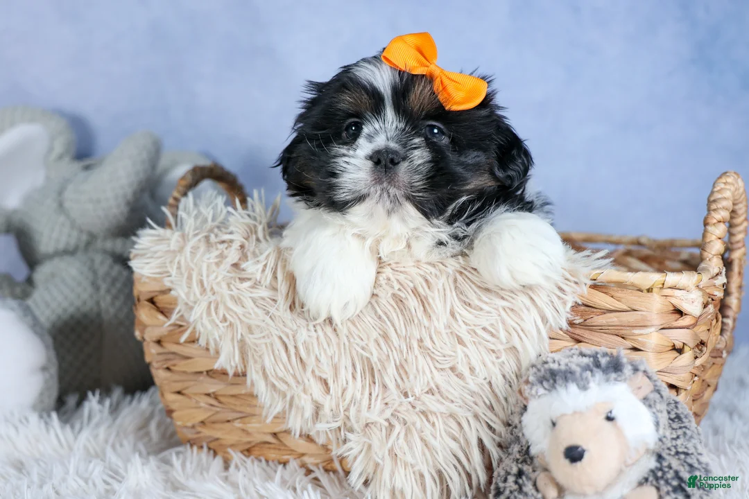 Shih Tzu dogs for sale: HARLEY - Ad 1