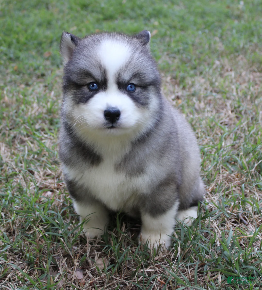 Siberian Husky dogs for sale: Chevy - Ad 2