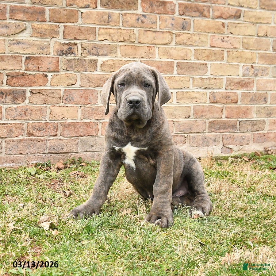 Cane Corso dogs Harley - Ad 1