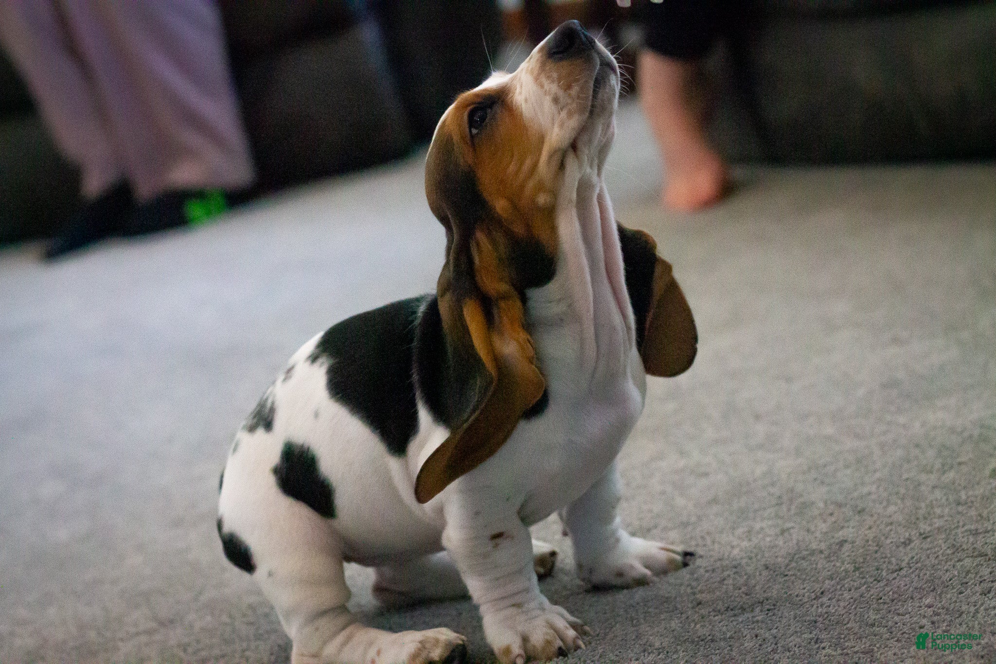 Basset Hound dogs Jasmine - Ad 2