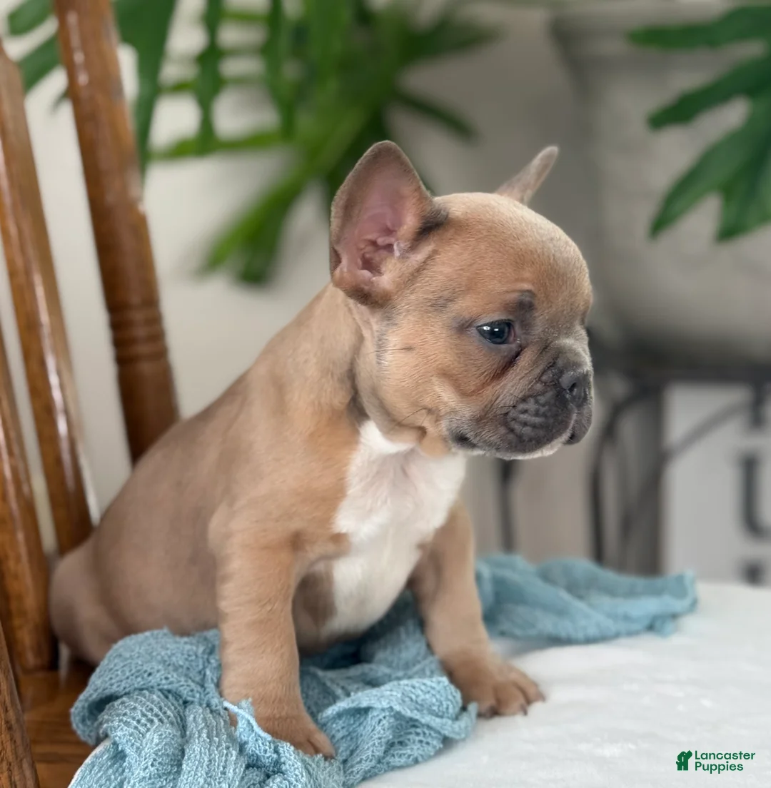 French Bulldog dogs for sale: Wilder - Ad 8