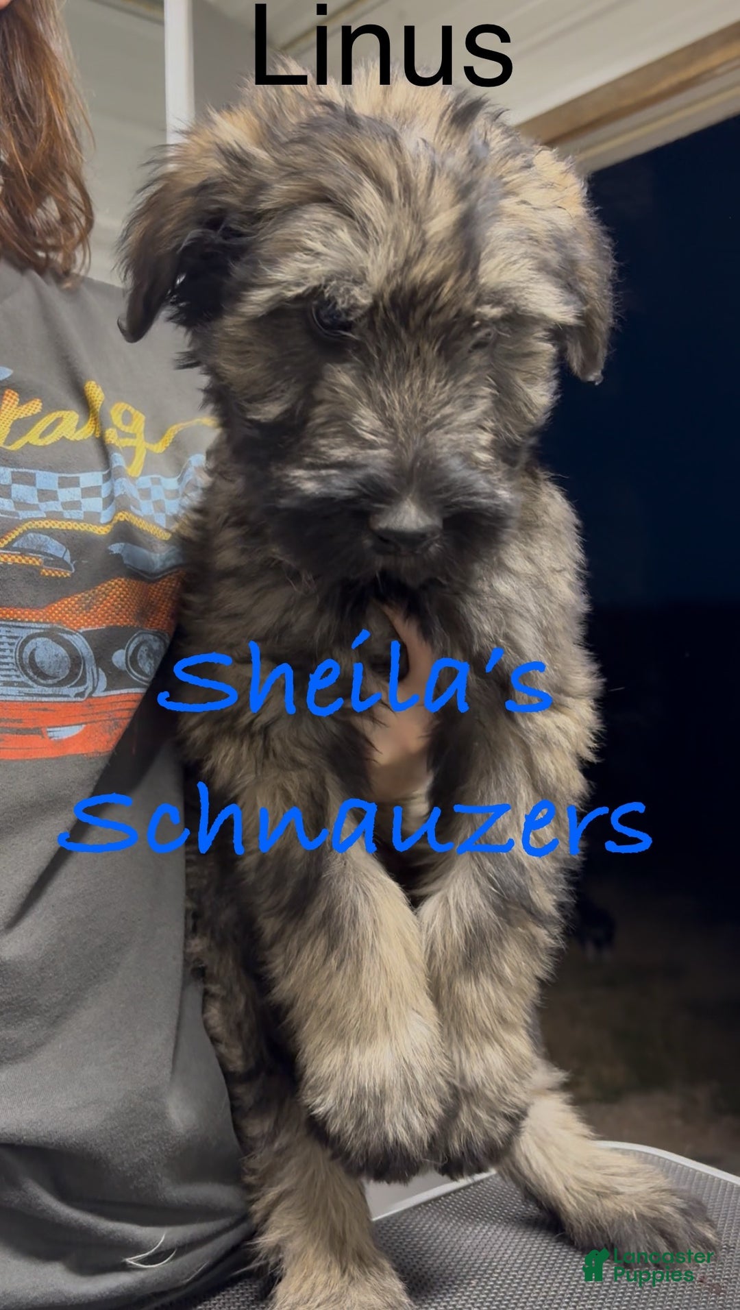 Giant Schnauzer dogs for sale: Linus - Ad 1