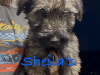 Giant Schnauzer dogs Linus - Ad 1