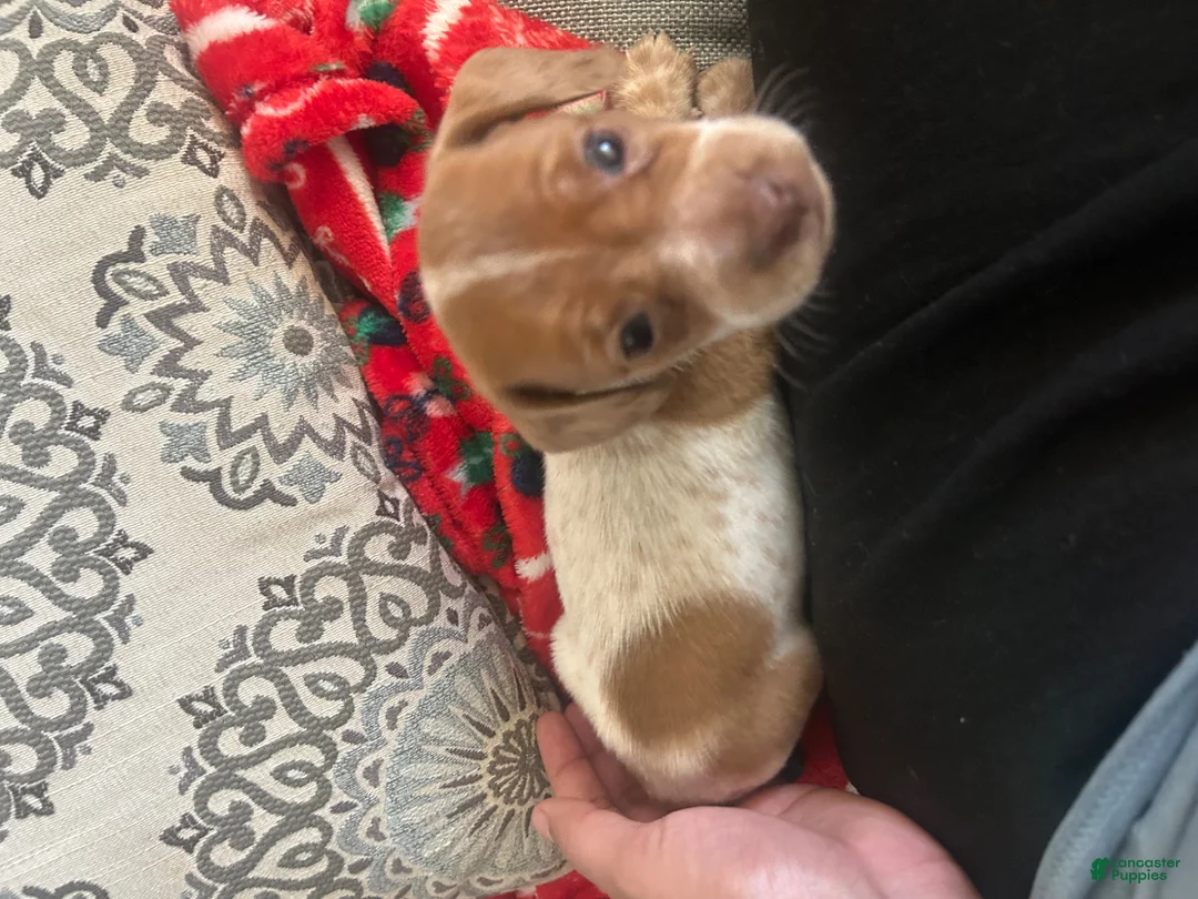 Miniature Dachshund dogs for sale: Miniature Dachshund Puppy 3 - Ad 1