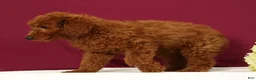 Mini Goldendoodle dogs for sale: Ollie - Ad 5