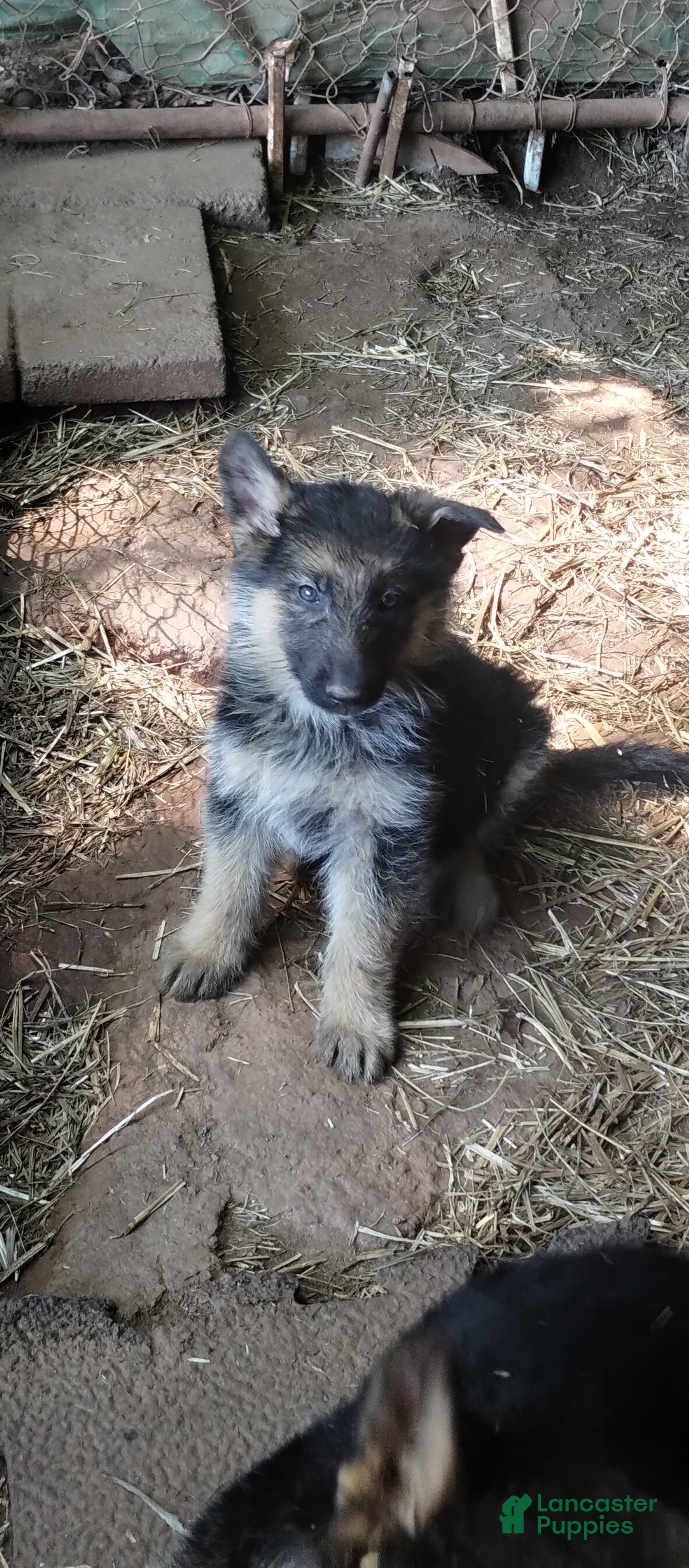 German Shepherd dogs German Shepherd Puppy 1 - Ad 35