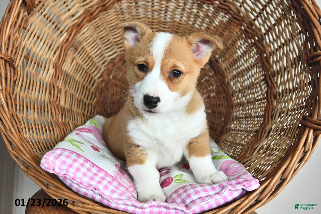 Welsh Corgi Pembroke dogs for sale: Ruby - Ad 4