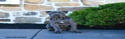 Cane Corso dogs for sale: Tessa - Ad 4