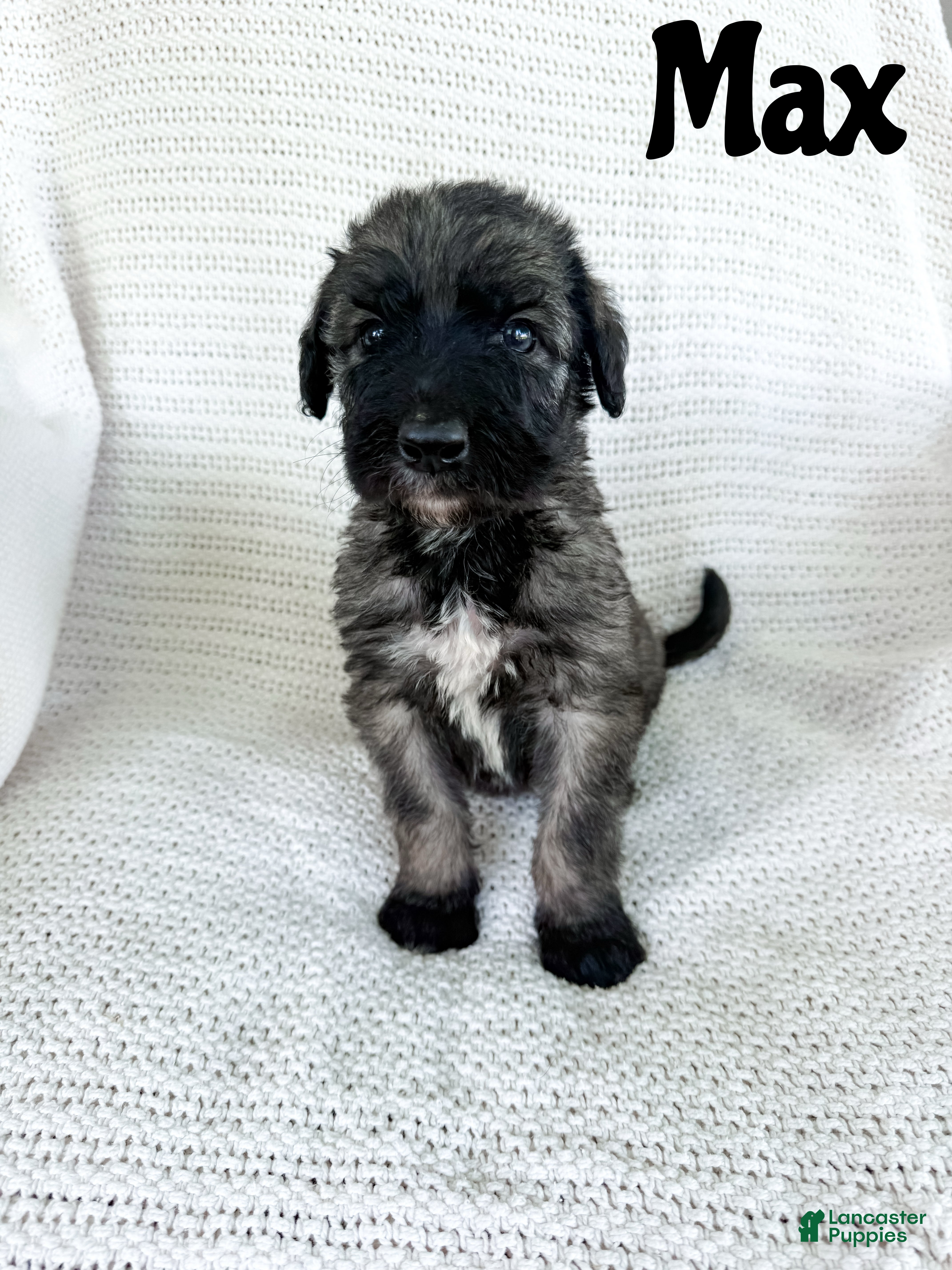 Mixed Breed dogs Max - Ad 1