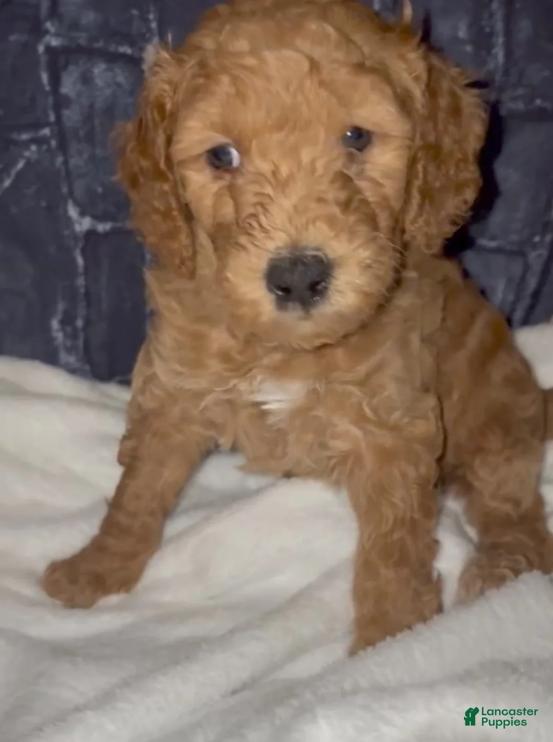 Goldendoodle dogs for sale: Sunny - Ad 2