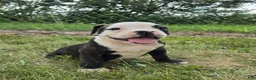Olde English Bulldogge dogs for sale: Alice - Ad 4