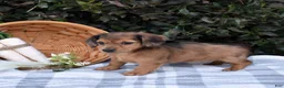 Miniature Dachshund dogs for sale: Biscuit - Ad 5