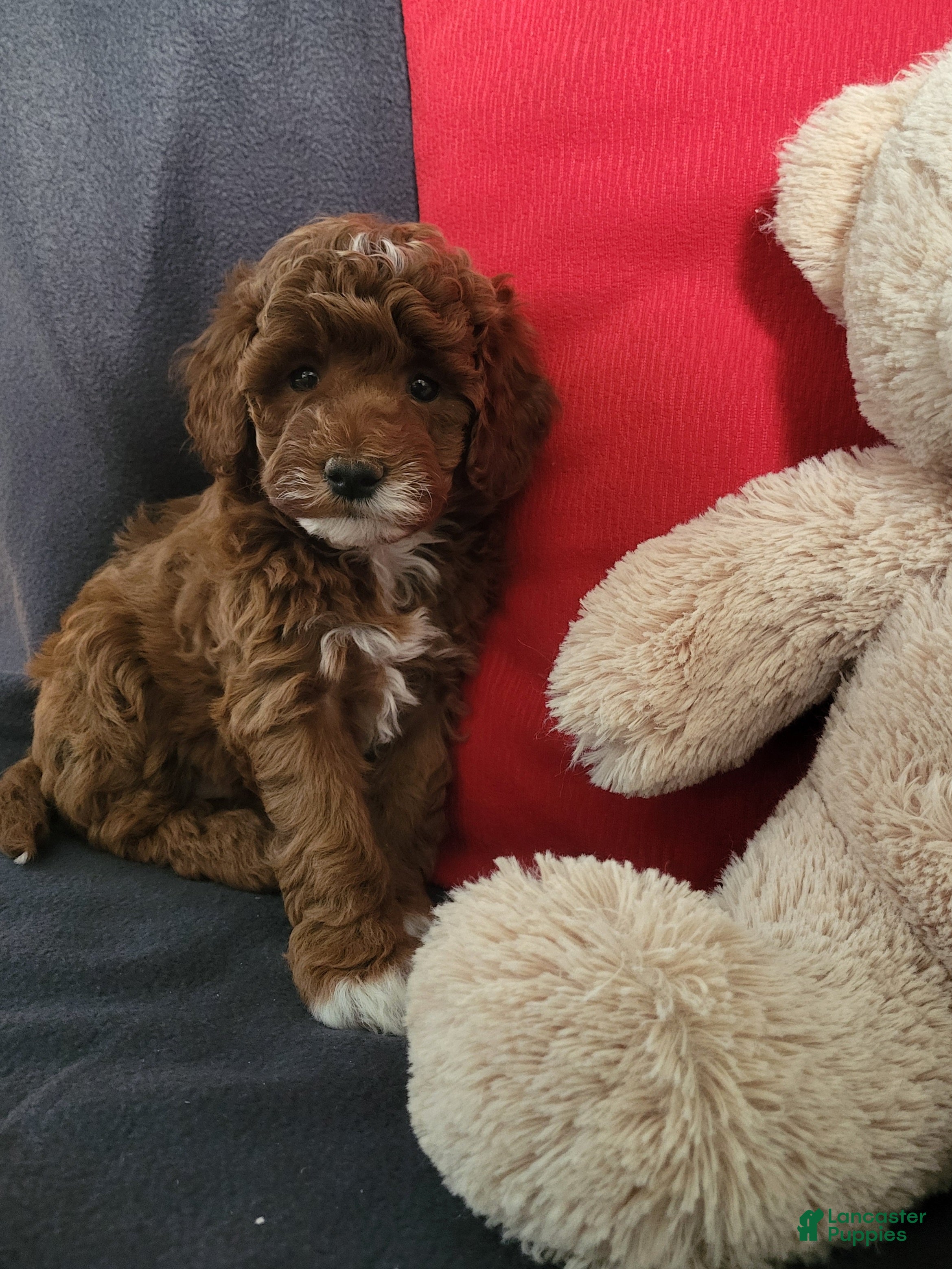 Goldendoodle dogs Ellie - Ad 31