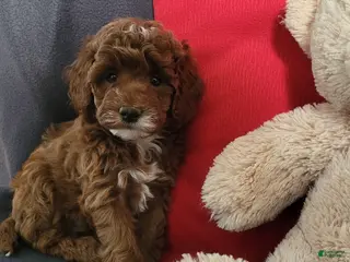 Goldendoodle dogs Ellie - Ad 31