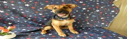 Sheprador dogs for sale: Golden Shepherd 2 Trigger - Ad 1