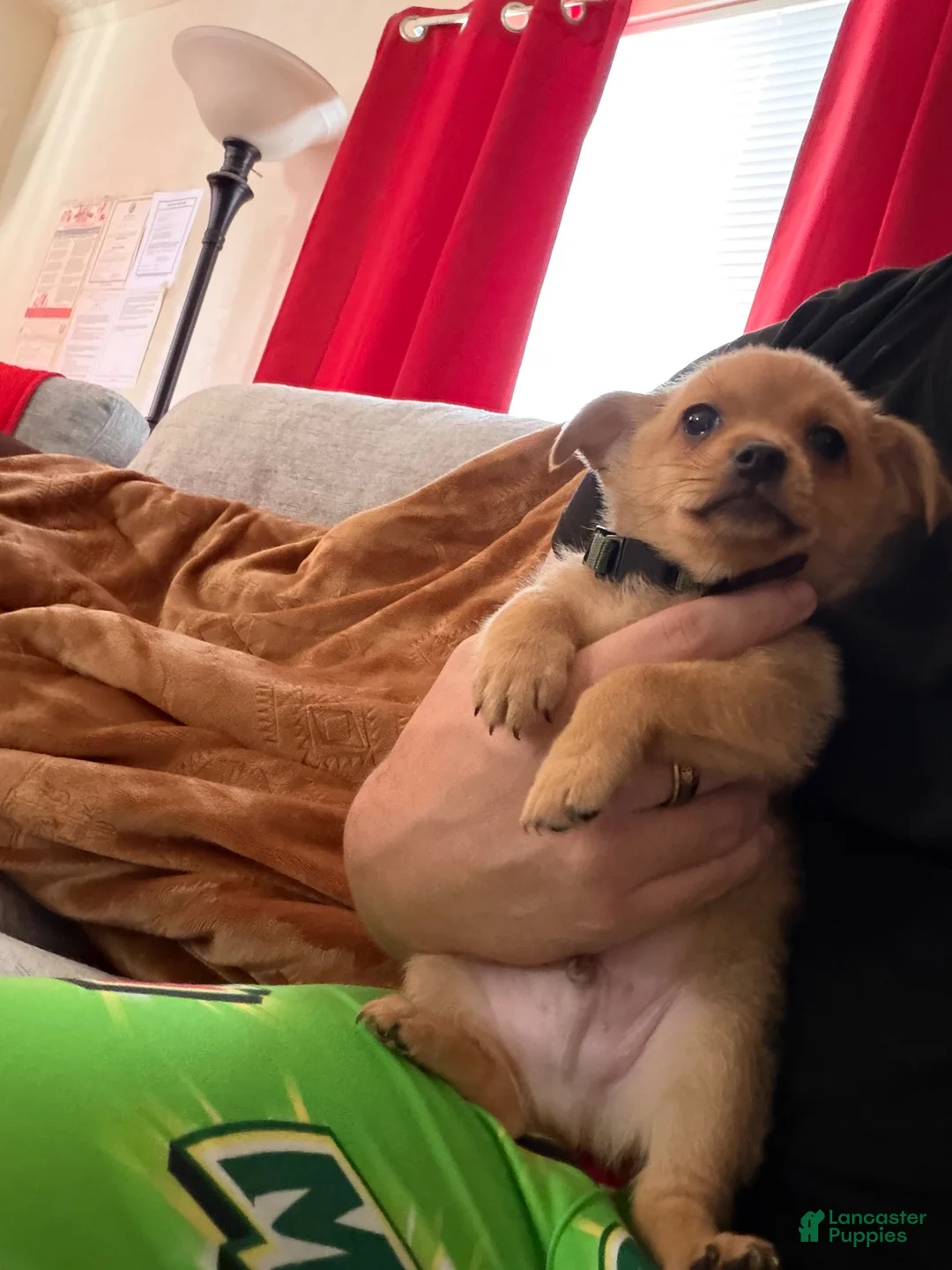 Pomchi dogs for sale: Pomchi 1 - Ad 2