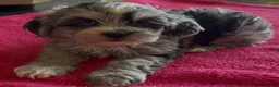 Shorkie dogs for sale: Shorkie Puppy 1 - Ad 4