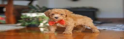 Miniature Poodle dogs for sale: Blake  - Ad 4
