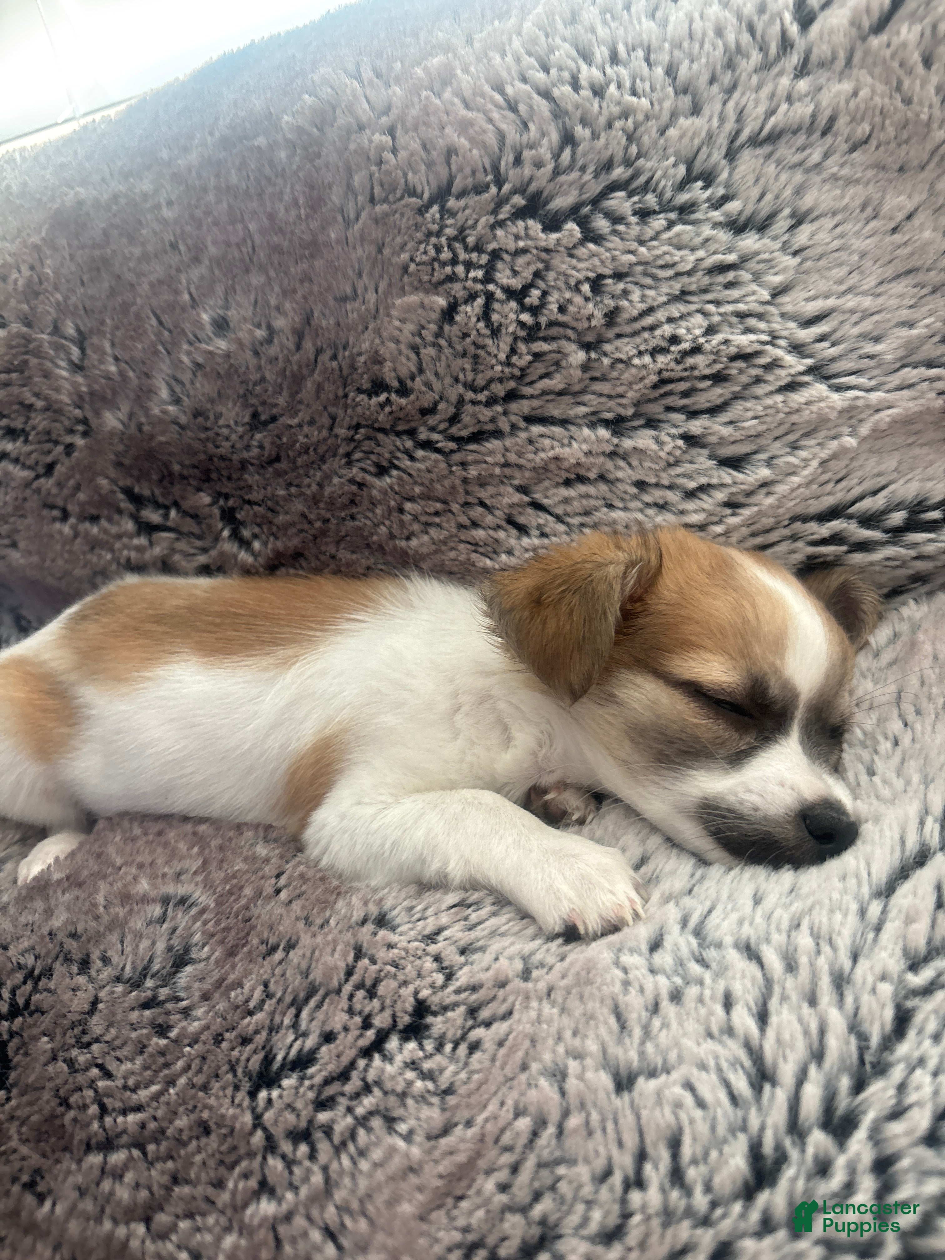 Chihuahua dogs Chihuahua 1 - Ad 15