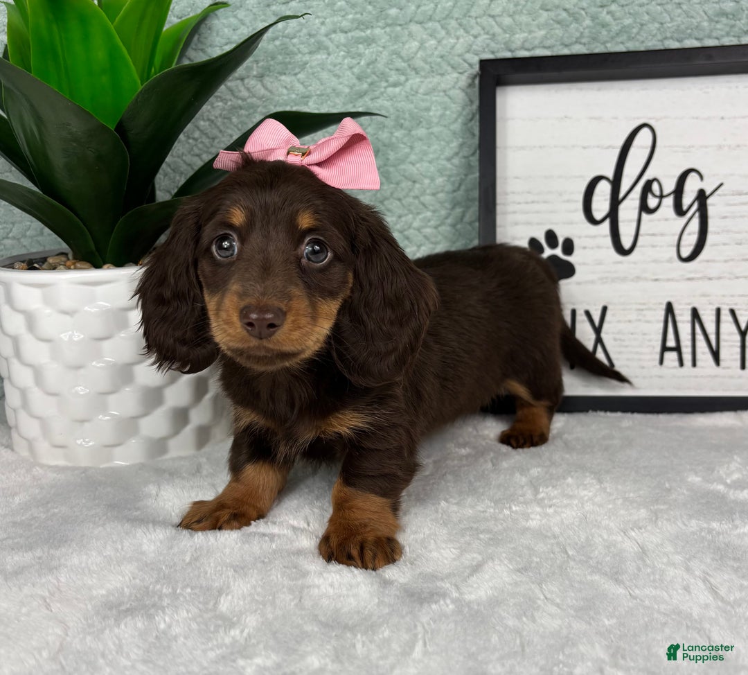 Miniature Dachshund dogs for sale: Dior  - Ad 6