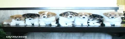 Welsh Corgi Pembroke dogs for sale: Ken  - Ad 5