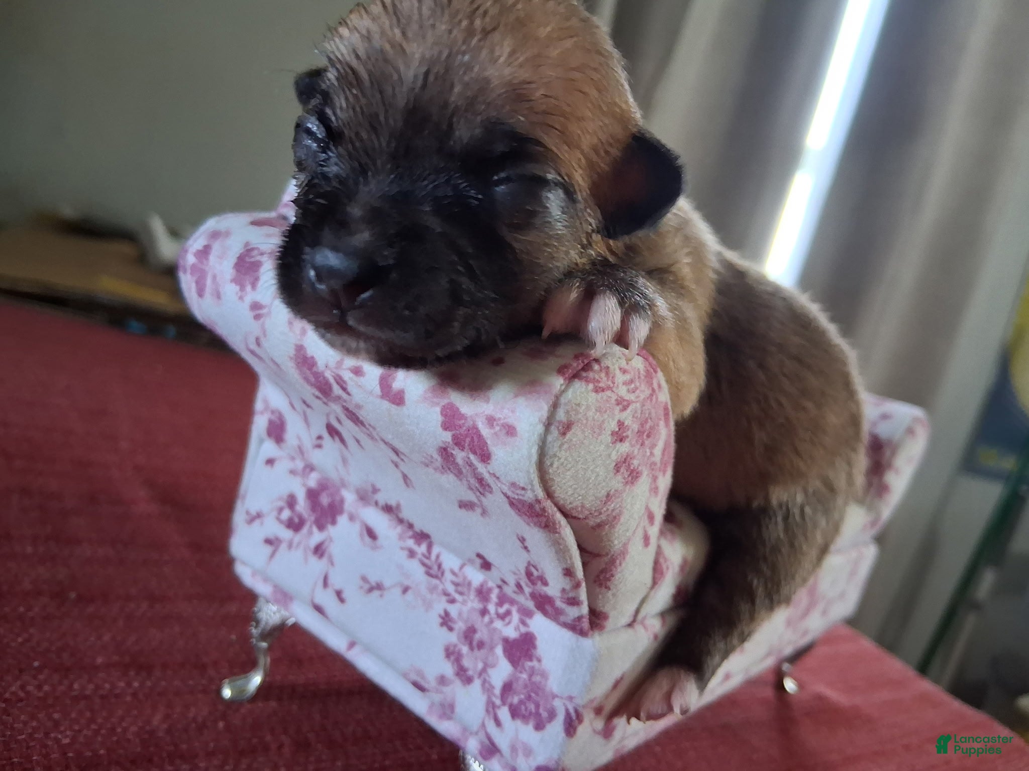 Chihuahua dogs Maple - Ad 20