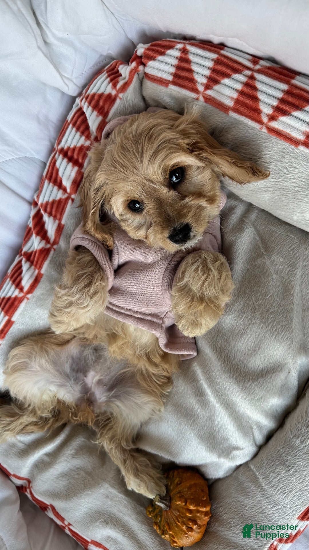 Cockapoo dogs for sale: 🌸🐶 Daisy – The Little Lady with a Heart of Gold 💗 - Ad 5