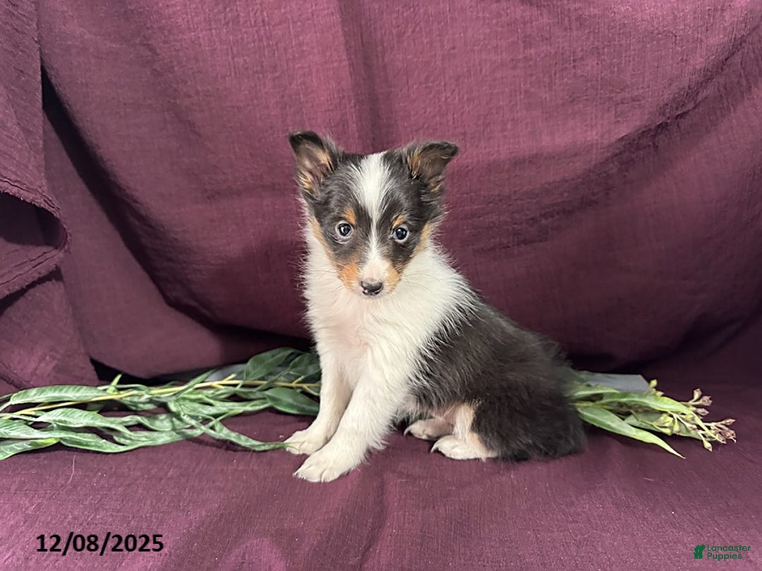 Shetland Sheepdog dogs for sale: Blackie - Ad 1