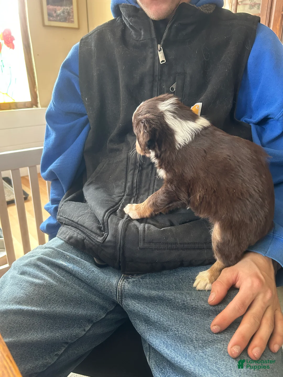 Australian Shepherd dogs for sale: Scarlet O'hara - Ad 4