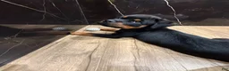 Rottweiler dogs for sale: Rottweiler 1 - Ad 14