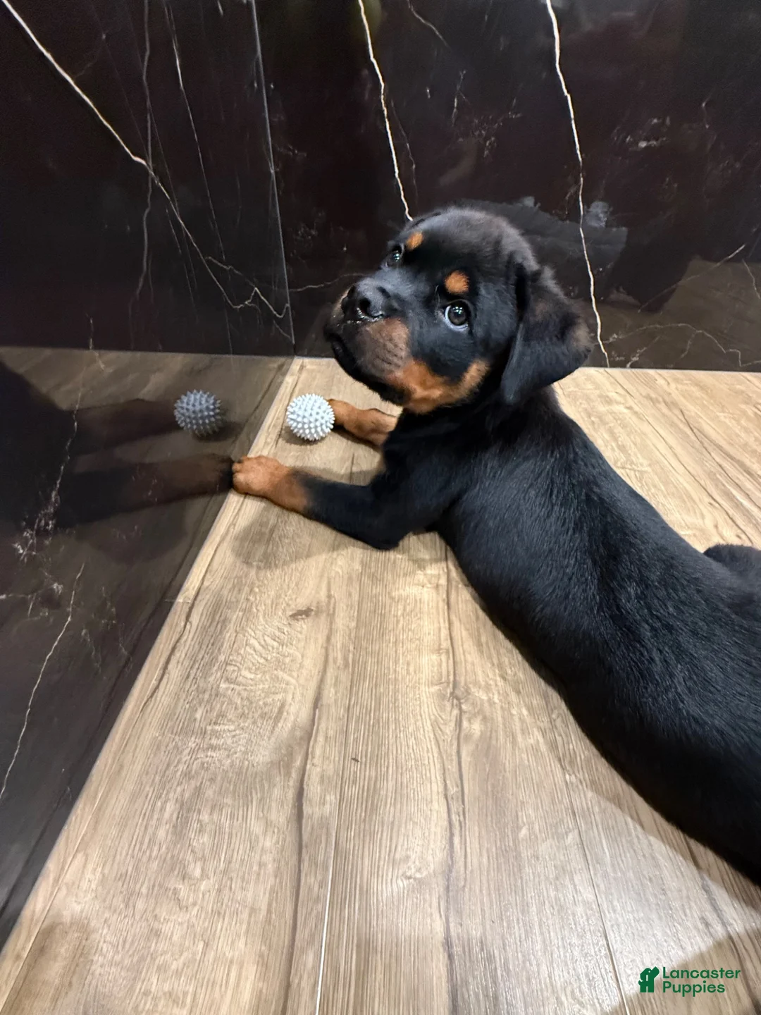 Rottweiler dogs for sale: Rottweiler 1 - Ad 14