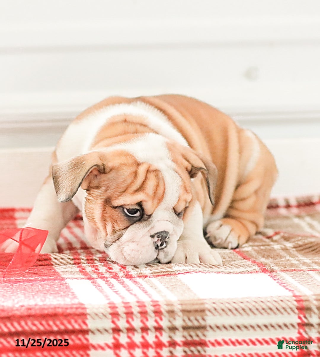 English Bulldog dogs for sale: Rob - Ad 15