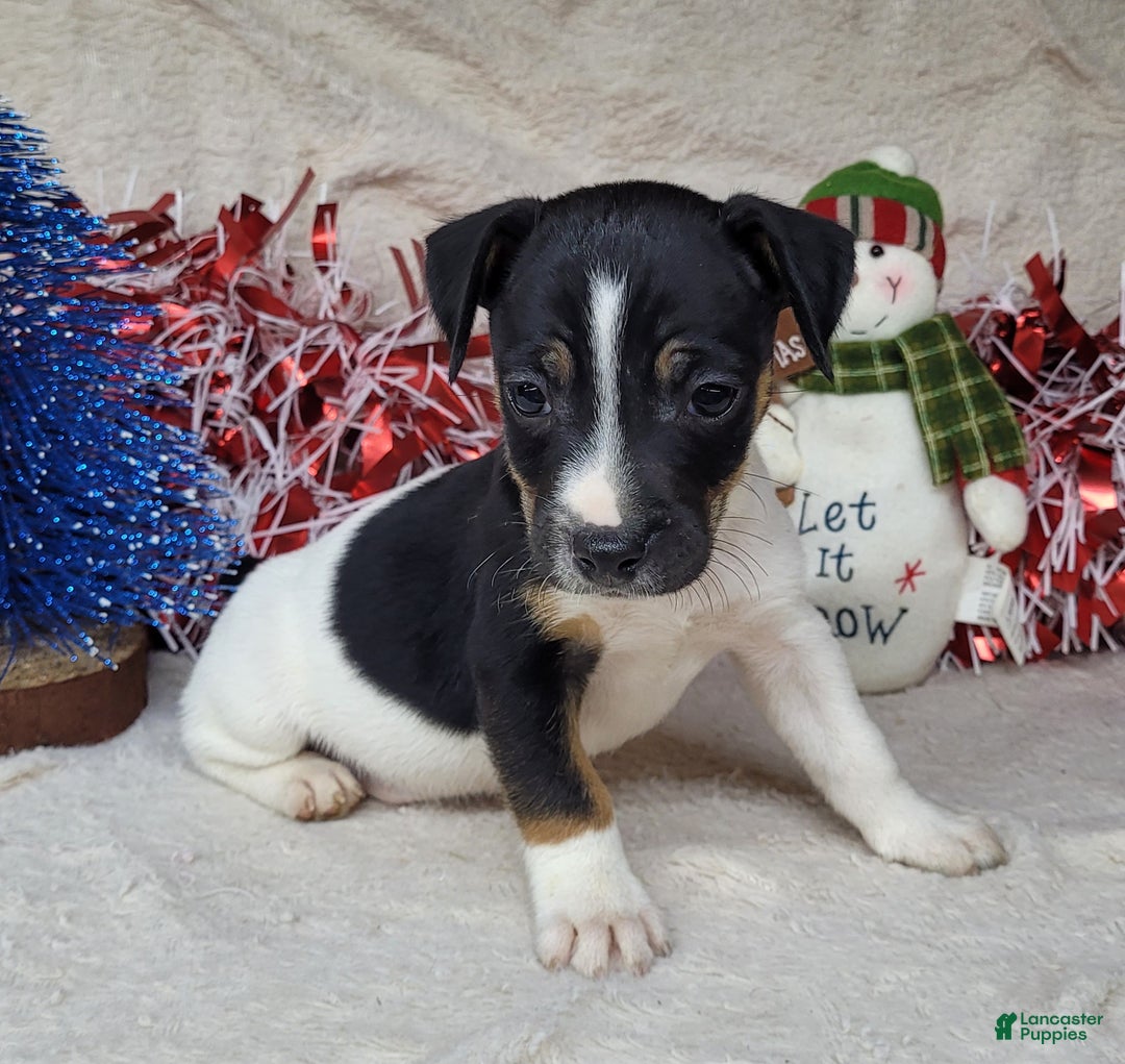 Jack Russell Terrier dogs for sale: FOSTER of Westfork - Ad 10