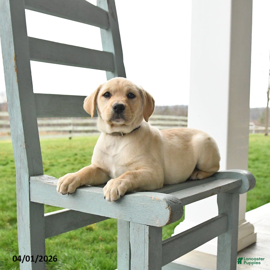 Mixed Breed dogs Macy - Ad 2