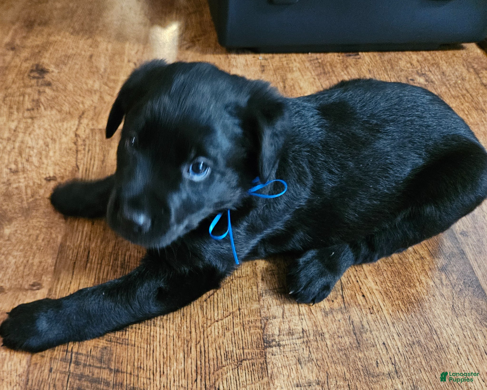 Mixed Breed dogs Shadow - Ad 20