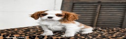 Cavalier King Charles Spaniel dogs for sale: Jet - Ad 3