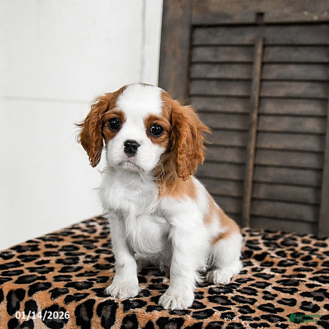 Cavalier King Charles Spaniel dogs for sale: Jet - Ad 3