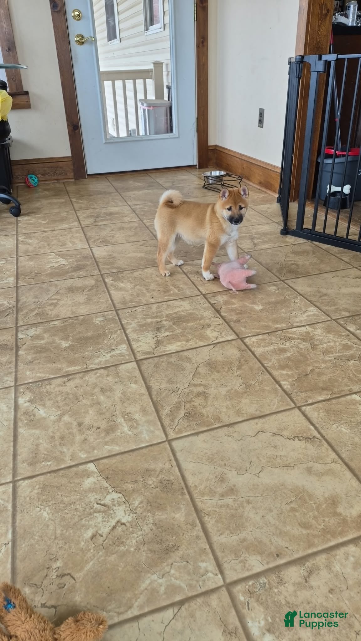 Shiba Inu dogs Fox - Ad 39