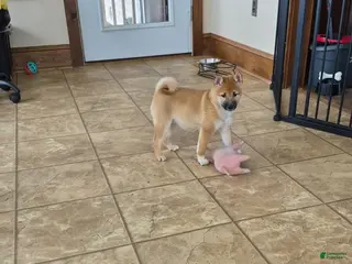 Shiba Inu dogs Fox - Ad 36