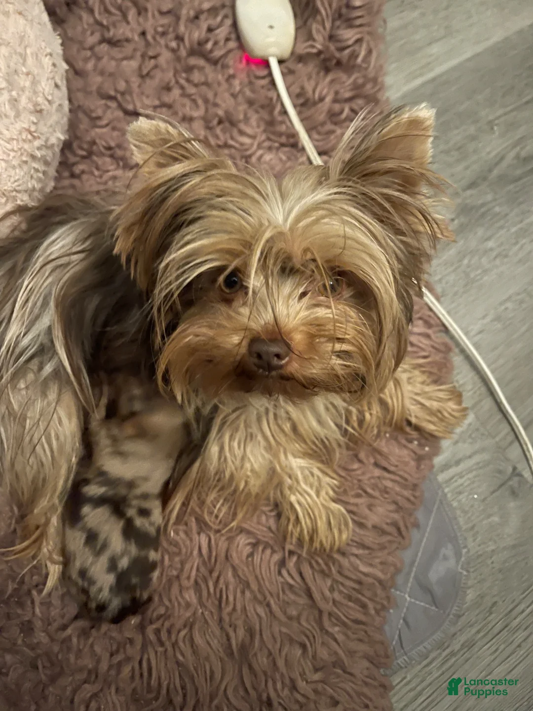 Yorkshire Terrier dogs for sale: Mocha  - Ad 2