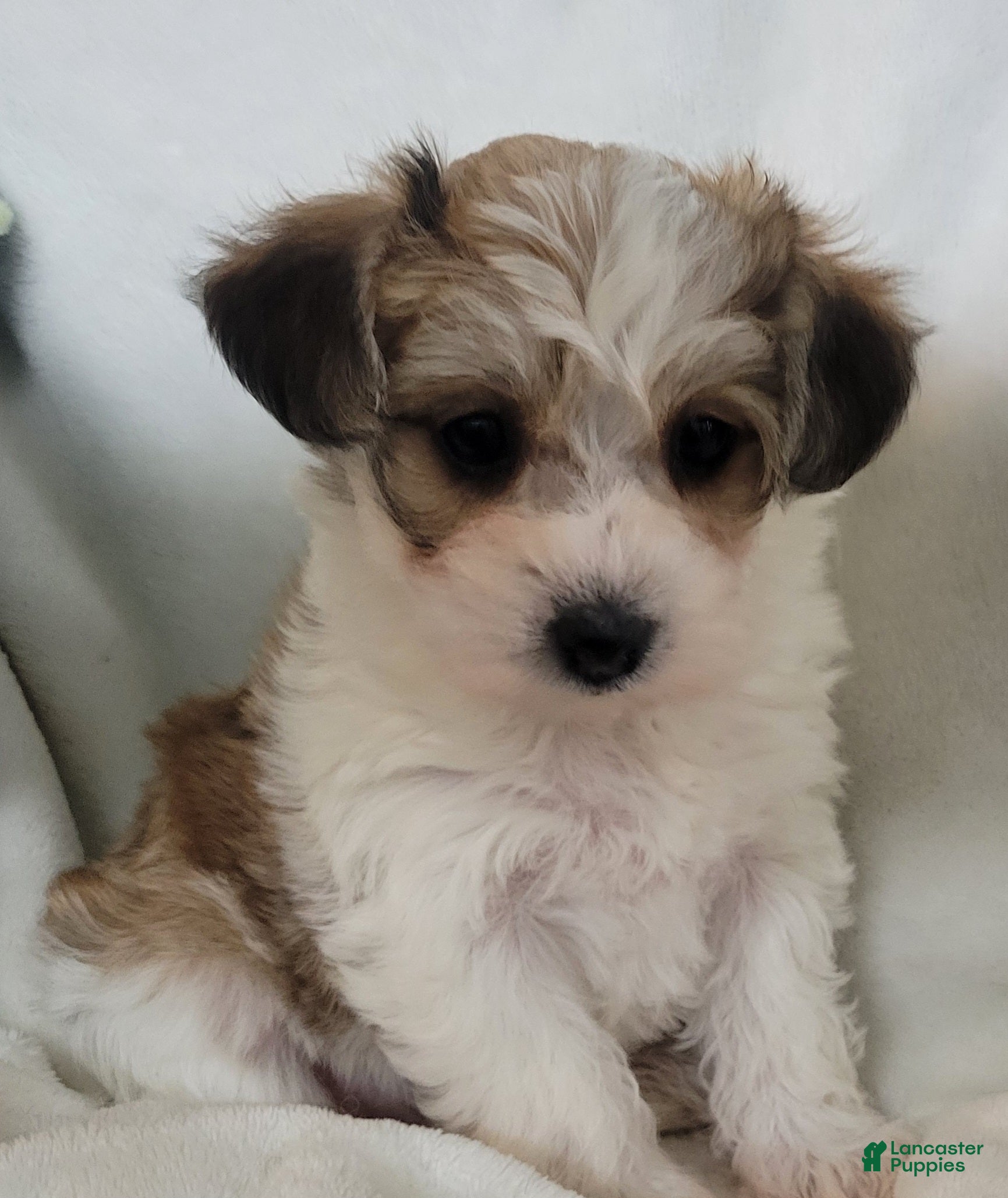 Morkie dogs Morkie 1 pumkin  - Ad 2